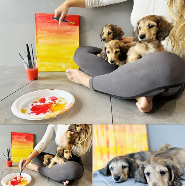 Puppy painting art class at dance studio hire Castle Hill